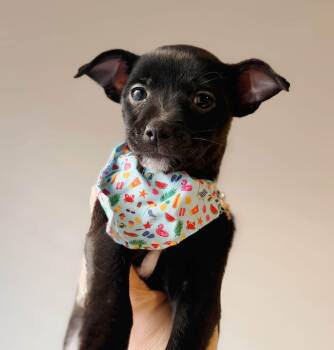 Sunny -  Chihuahua and Chiweenie Dog for Adoption in Pflugerville, Texas - Sunny | PetCurious