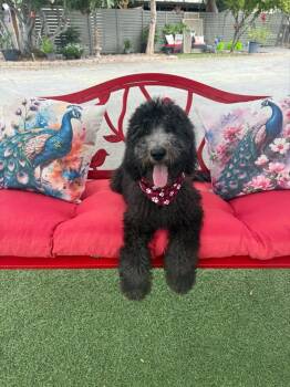 Sugar Bear -  Standard Poodle Dog for Adoption in Temecula, California - Sugar Bear | PetCurious