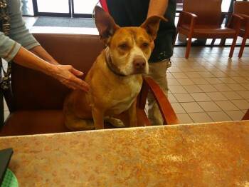 Basenji and Mixed Breed Dogs Available for Adoption - PEPPER | PetCurious