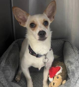 Chihuahua and Mixed Breed Dogs Available for Adoption - Andi | PetCurious