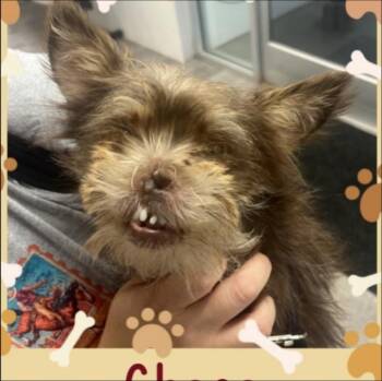 Choco -  Yorkshire Terrier Dog for Adoption in Thompson Falls, Montana - Choco | PetCurious