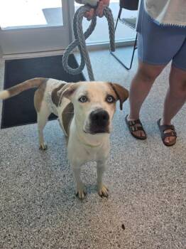 Terrier Dogs Available for Adoption in Athens, Tennessee - Buddy | PetCurious