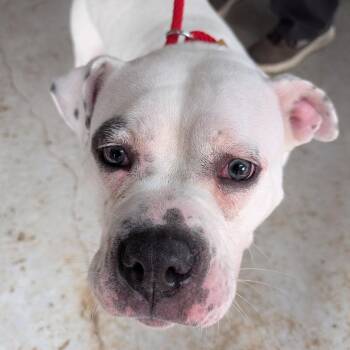 Mixed Breed Dogs Available for Adoption - Piglet | PetCurious