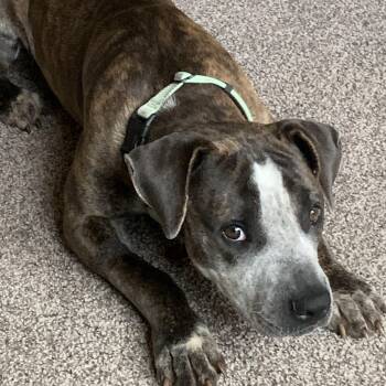 American Staffordshire Terrier Dogs Available for Adoption in Seguin, Texas - Granger | PetCurious