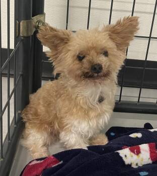 Max -  Yorkshire Terrier and Chihuahua Dog for Adoption in Chattanooga, Tennessee - Max | PetCurious