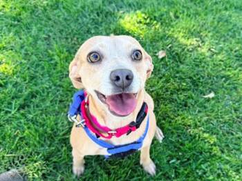 Chihuahua Dogs Available for Adoption - JUDIE | PetCurious