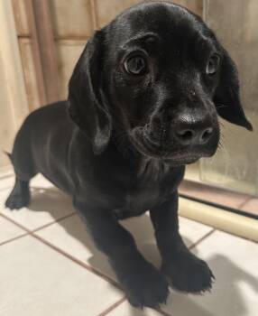 Rescue Chihuahua and Pug Dogs for Adoption in El Cajon, California - CHIHUAHUA, PUG DACHSHUND Mix | PetCurious