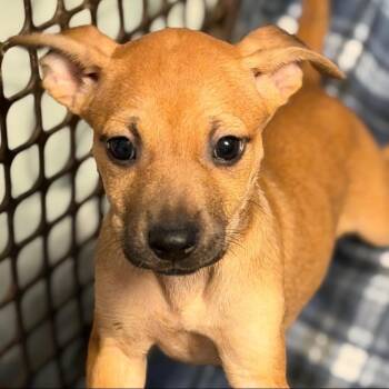 Taco -  Redbone Coonhound Dog for Adoption in Allentown, Pennsylvania - Taco | PetCurious