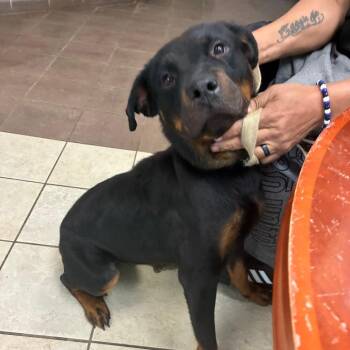 Mixed Breed Dogs Available for Adoption in Columbus, Georgia - 06/01/2026-Stray-MaconRoad | PetCurious