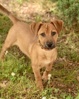 Dachshund Dogs Available for Adoption in Southaven, Mississippi - TRIXIE | PetCurious