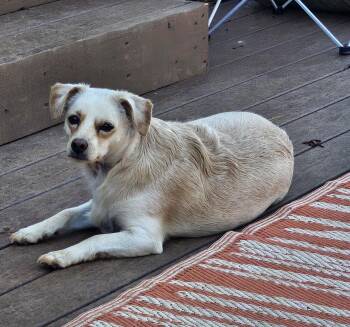 Jill -  Chihuahua Dog for Adoption in Bedford, Virginia - Jill | PetCurious