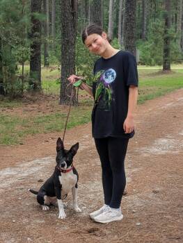 Rescue Boston Terrier Dogs for Adoption in Clayton, North Carolina - Fizzie | PetCurious