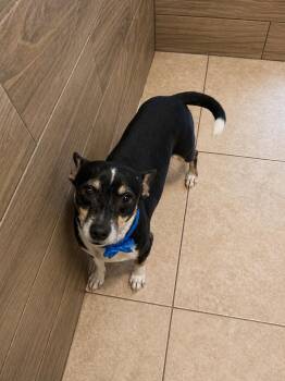 Chihuahua and Jack Russell Terrier Dogs Available for Adoption - Mickey | PetCurious
