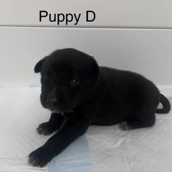 675D (2026) Frost -  Border Collie and Cattle Dog Dog for Adoption in Parker, Colorado - 675D (2026) Frost | PetCurious