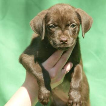 Coolatta -  Mixed Breed Dog for Adoption in Columbia, South Carolina - Coolatta | PetCurious