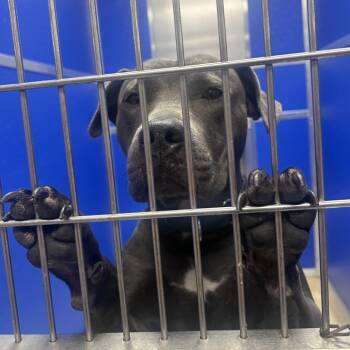 Nova -  Mixed Breed Dog for Adoption in Philadelphia, Pennsylvania - Nova | PetCurious