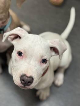 Rescue Pit Bull Terrier Dogs for Adoption in Redondo Beach, California - Pixie Pop-ADOPT Me!!!! | PetCurious