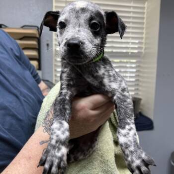 Major -  Australian Cattle Dog Blue Heeler Dog for Adoption in Mount Pleasant, Texas - Major | PetCurious