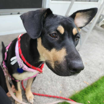 Rescue Hound Dogs for Adoption in Tampa, Florida - Regina | PetCurious