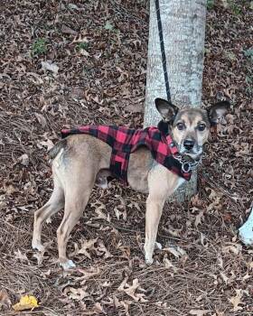 Rescue Terrier and Feist Dogs for Adoption in Gillsville, Georgia - Bugsy | PetCurious