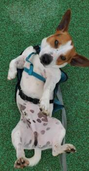 Parson Russell Terrier and Mixed Breed Dogs Available for Adoption in Westland, Michigan - Tongs | PetCurious