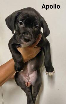Apollo -  Labrador Retriever Dog for Adoption in Manchester, Connecticut - Apollo | PetCurious