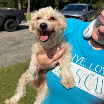 Samuel Elliott -  Maltese and Miniature Poodle Dog for Adoption in Houston, Texas - Samuel Elliott | PetCurious