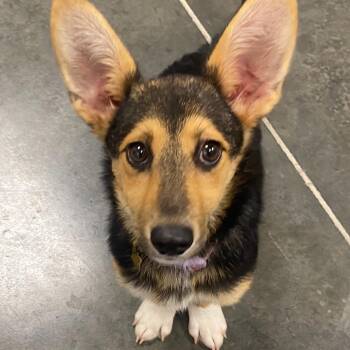 Rosie -  Mixed Breed Dog for Adoption in Dickinson, Texas - Rosie | PetCurious