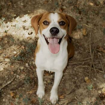 Pikmin -  Beagle and Hound Dog for Adoption in Carencro, Louisiana - Pikmin | PetCurious