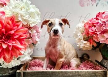Rescue American Staffordshire Terrier Dogs for Adoption in Newberg, Oregon - Arrow | PetCurious