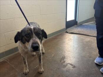 Mixed Breed Dogs Available for Adoption - A174392 | PetCurious