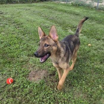 Lover -  German Shepherd Dog and Mixed Breed Dog for Adoption in Elizabeth, Illinois - Lover | PetCurious
