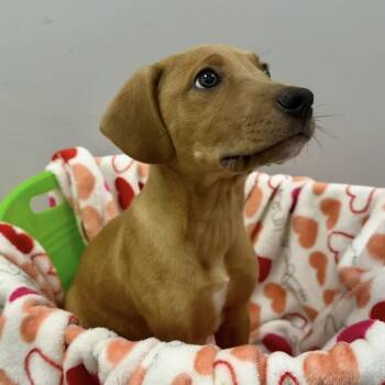 Mixed Breed Dogs Available for Adoption - WARHOL | PetCurious