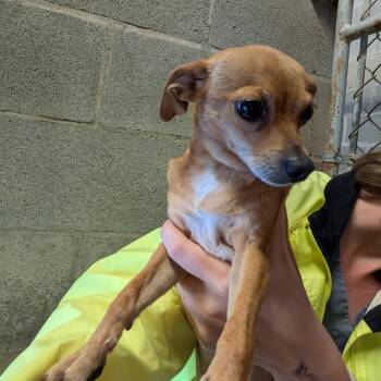 Chihuahua Dogs Available for Adoption in Hermiston, Oregon - Sweet Pea | PetCurious