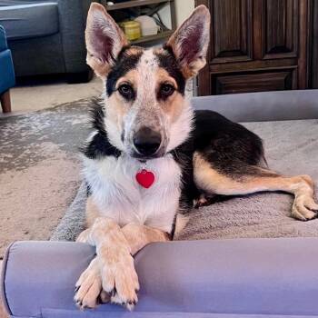 Astroburger -  Australian Cattle Dog Blue Heeler Dog for Adoption in Los Angeles, California - Astroburger | PetCurious