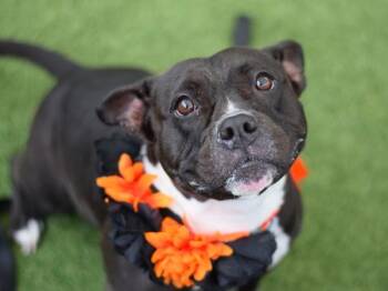 Noir -  Mixed Breed Dog for Adoption - Noir | PetCurious