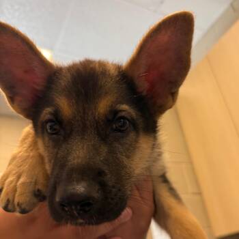 Parker -  German Shepherd Dog Dog Available for Adoption in Wilmington, Delaware - Parker | PetCurious