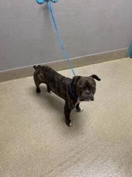 English Bulldog and Mixed Breed Dogs Available for Adoption in Las Vegas, Nevada - DOVAHKIIN | PetCurious