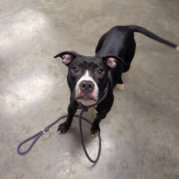Sunshine -  Mixed Breed and Boxer Dog for Adoption in Manhattan, Kansas - Sunshine | PetCurious