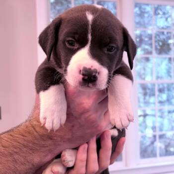 Border Collie and Pit Bull Terrier Dogs Available for Adoption in Durham, North Carolina - Chuckle | PetCurious