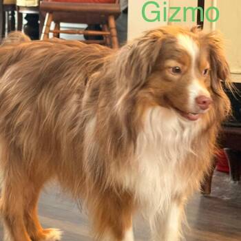 Gizmo -  Australian Shepherd Dog for Adoption in Fairport, New York - Gizmo | PetCurious