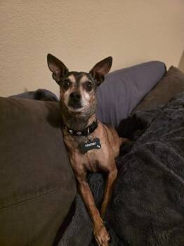 Homer -  Chihuahua and Dachshund Dog for Adoption in Carson City, Nevada - Homer | PetCurious