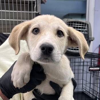 Shepherd and Great Pyrenees Dogs Available for Adoption in Maynardville, Tennessee - Vance | PetCurious