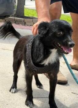 Kuchao -  Papillon and Chihuahua Dog for Adoption in Thompson Falls, Montana - Kuchao | PetCurious