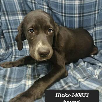 Hound 3 -  Coonhound Dog for Adoption in New Tazewell, Tennessee - Hound 3 | PetCurious