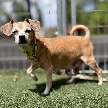 Mannie -  Chihuahua Dog for Adoption in Fullerton, Pennsylvania - Mannie | PetCurious
