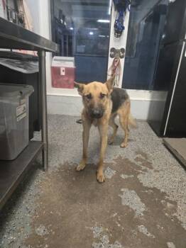 Maverick -  German Shepherd Dog Dog for Adoption in Mobile, Alabama - Maverick | PetCurious