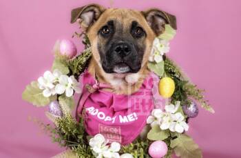 German Shepherd Dog Dogs Available for Adoption - Oakley  | PetCurious