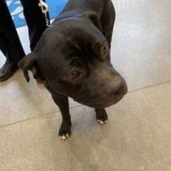 Pit Bull Terrier Dogs Available for Adoption in York, Pennsylvania - Scrap | PetCurious