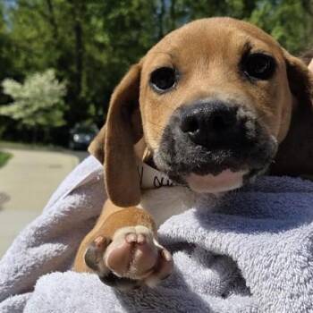 Arby -  Mixed Breed Dog Available for Adoption in Voorhees Township, New Jersey - Arby | PetCurious